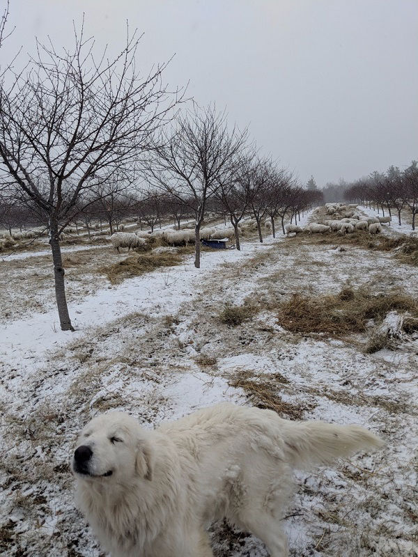 Happy Dog at Woolley's Lamb Farm
